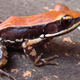 The skin mucus of the South Indian frog Hydrophylax bahuvistara contains a compound that kills bacteria and viruses. (Credit: Sanil George & Jessica Shartouny)